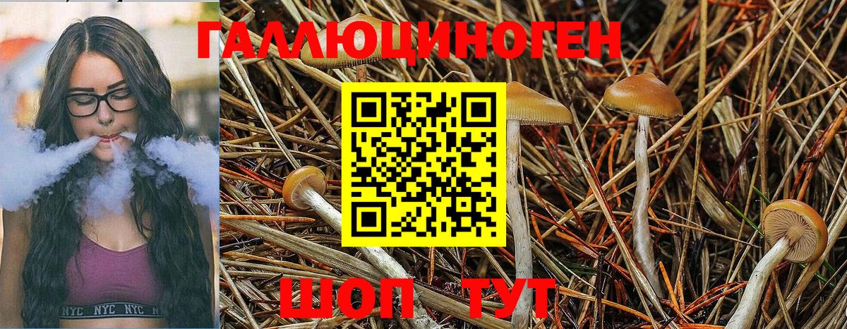 Галлюциногенные грибы Psilocybine cubensis  Вход с VPN  Галлюциногенные грибы Psilocybe  Гулькевичи 